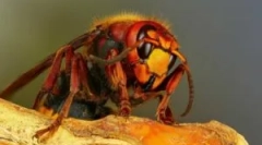 Hornet: опис та типи